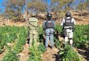 Destruyen Fuerzas de Seguridad plantíos de marihuana en Florencia de Benito Juárez