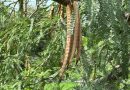 El mezquite: una maravilla natural que aún florece en el Cañón de Juchipila