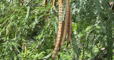 El mezquite: una maravilla natural que aún florece en el Cañón de Juchipila