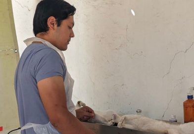 Realizará SSZ cirugías gratuitas para esterilizar mascotas en Teúl de González Ortega, Tlaltenango y Pinos