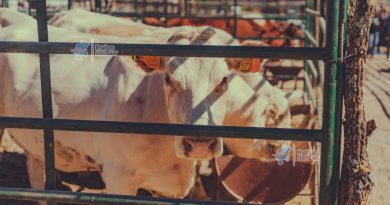 Alerta en la región: gusano barrenador detectado en Tlaltenango y Villa de Cos pone en vigilancia a ganaderos de Jalpa