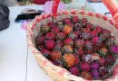 De 50 a 20 pesos: baja el precio de la pitaya en Jalpa ante su creciente disponibilidad