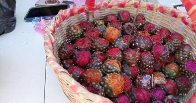 De 50 a 20 pesos: baja el precio de la pitaya en Jalpa ante su creciente disponibilidad
