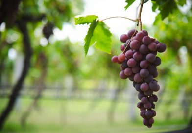 Aguascalientes será sede del primer Congreso Internacional del Vino Mexicano