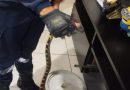 Protección Civil resguarda serpiente localizada dentro de una vivienda en Zacatecas