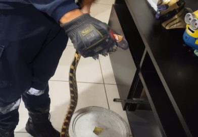 Protección Civil resguarda serpiente localizada dentro de una vivienda en Zacatecas