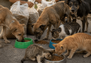 Invitan en Jalpa al Croquetón, Kilómetro de Plata y Feria de Adopción