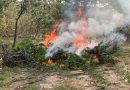 Desmantelan Fuerzas de Seguridad campamentos, secaderos y plantíos de marihuana en Florencia