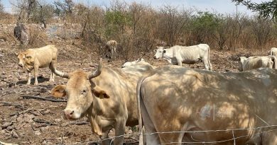 Detectan primer caso de gusano barrenador en Aguascalientes; refuerzan vigilancia sanitaria