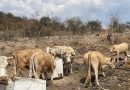 Calvillo llama a reforzar medidas de prevención contra el gusano barrenador