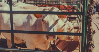 Preocupa a ganaderos posible presencia de gusano barrenador en Jalpa