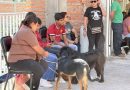 Gobierno Municipal de Tabasco anuncia jornada de esterilización para perros y gatos