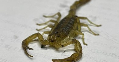 Emiten recomendaciones ante temporada de mayor presencia de alacranes en el Cañón de Juchipila