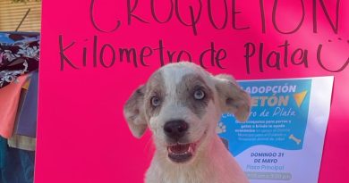 Realizan Croquetón y Feria de Adopción Animal en Jalpa