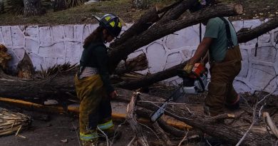 Bomberos atienden caída de árboles en estacionamiento de Soriana Tres Cruces