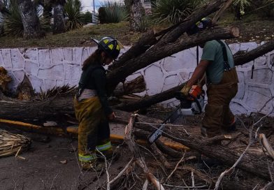 Bomberos atienden caída de árboles en estacionamiento de Soriana Tres Cruces