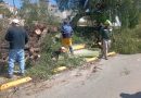 Retiran árbol caído y liberan vialidad en avenida Nezahualcóyotl