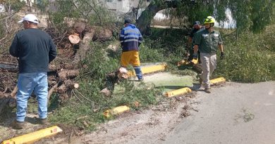 Retiran árbol caído y liberan vialidad en avenida Nezahualcóyotl