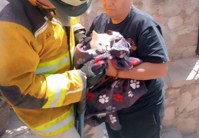 Rescatan a felino atrapado en estructura metálica