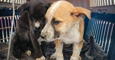 Respetar también es cuidar: Jalpa llama a cumplir reglamento de trato digno ante casos de maltrato y abandono animal