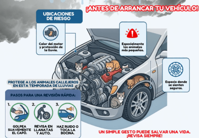 Ante la presencia de Lluvias y frío: piden revisar autos para proteger a animales callejeros