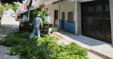 Realizan poda preventiva para reducir riesgos en líneas eléctricas de Apozol