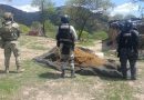 Aseguran Fuerzas de Seguridad seis vehículos, un arma larga y destruyen 300 kilos de marihuana en Florencia de Benito Juárez