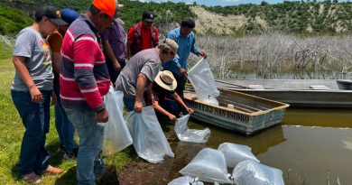 Entregan peces para fortalecer la producción acuícola en presas de Apozol