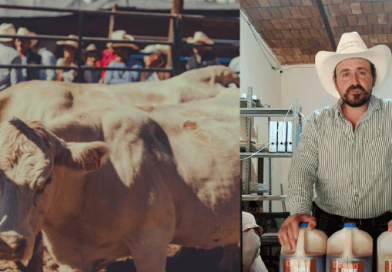 Asociación Ganadera de Jalpa llama a reforzar medidas contra el gusano barrenador