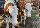 Ante presencia de casos, convocan en Jalpa a capacitación para prevenir el gusano barrenador del ganado