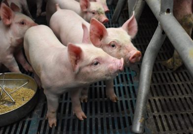 Aguascalientes es líder en producción de carne de cerdo