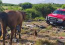 Bomberos de Calvillo rescatan a caballo que cayó a una zanja
