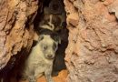 Bomberos rescatan a perrita y sus ocho cachorros de zona con riesgo de derrumbe