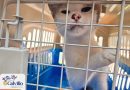 Acercan servicios veterinarios gratuitos a familias de La Labor