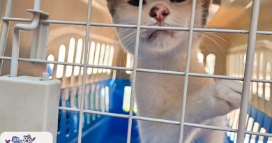 Acercan servicios veterinarios gratuitos a familias de La Labor