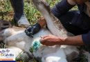 Refuerzan en Calvillo acciones preventivas contra el gusano barrenador