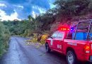 Atienden caída de árbol y cable de alta tensión tras lluvias en Calvillo