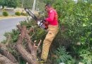 Lluvias provocan caída de árbol y afectan circulación en avenida Solidaridad