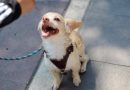 Brindan 180 atenciones veterinarias gratuitas en Plaza Patria