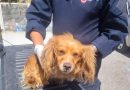 Rescatan a perro lesionado en el Bulevar Metropolitano; buscan a sus propietarios