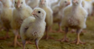 Aguascalientes se consolida como segundo productor nacional de carne de pollo