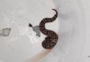 Capturan serpiente de cascabel en vivienda del Fraccionamiento del Pedregal en la capital