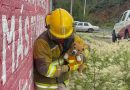 Rescatan a cachorros en plena Vialidad Díaz Ordaz; ahora buscan un hogar