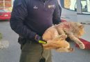 Protección Civil Rescata A Gatito Lesionado Tras Quedar Atrapado En Un Barandal En la Capital