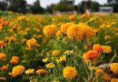 ¿Sabías que en Aguascalientes se cultiva la flor de cempasúchil? Hasta 30 hectáreas dan color al campo previo al Día de Muertos