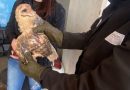 Protección Civil rescata y resguarda diversas especies animales en Zacatecas