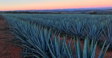Zacatecas supera el crecimiento económico nacional y destaca en el sector agropecuario, según INEGI